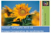 Girasol - Campaña 2015-16 Ensayo Comparativo de rendimientoaapresid.org.ar/regionales/wp-content/uploads/sites/7/2016/08/ENSA… · Girasol - Campaña 2015-16 Ensayo Comparativo