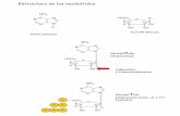 Estructura de los nucleótidos - Universidad de La Laguna parcial/lista... · 2005-09-27 · SAICAR SINTASA Asp, ATP N-Succinilo-5 aminoimidazol 4-carboxamida Ribonucleótido SAICAR