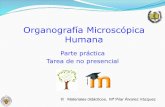 Organografía Microscópica Humana - UCM · En la tarea se valorarán los siguientes aspectos:! # Si el trabajo: # Es completo (recoge todos los órganos) # Clasifica correctamente