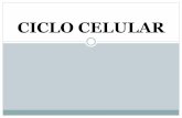 Ciclo Celular Generalidades Academia de Biología Celular UAM RO I · 2018-11-04 · Reproducción celular Es considerada como una de las características funcionales principales