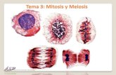 Tema 3: Mitosis y meiosis - · PDF file Mitosis y meiosis Deberán quedar bien claros los siguientes puntos •Cromosomas: topografía, comparación, idiograma •Mitosis y meiosis: