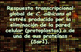 Presentación de PowerPoint. Luis Castillo.pdf · Nombre Down-regulated Función SSR1 0,3 Secretory Stress Response protein 1 IPF4874 0,3 unknown function IPF6318 0,4 beta-glucosidase