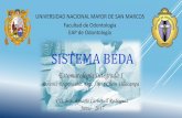 SISTEMA BEDA · Estomatología Integrada I Docente Responsable: Dra. Silvia Chein Villacampa ... Conjunto de medidas y acciones eficientes para la protección y control de infecciones