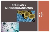 CÉLULAS Y MICROORGANISMOS ;) · Todos los organismos vivos están formados por células. Algunos organismos microscópicos, como bacterias y protozoos, son células únicas (unicelulares),