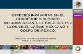 ESPECIES INVASORAS EN EL CORREDOR BIOLÓGICO … · Control del Pez León en México •20 al 24 de julio en Cozumel y Playa del Carmen, Quintana Roo –Dependencias Gubernamentales
