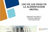 USO DE LOS DDGS EN LA ALIMENTACION ANIMAL³n Animal 2018... · 2018-10-08 · 1995 - 2000 Primeras producciones de DDGS provenientes del proceso de molienda en seco 2001 - 2006 Introducción