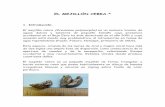 EL MEJILLÓN CEBRA.* - Gobierno de Castilla-La Mancha€¦ · El mejillón cebra se ha definido como una especie de aguas dulces y salobres. El máximo de abundancia de larvas se