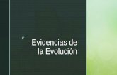 Evidencias de la Evoluciónwoodland.cl/.../uploads/2020/05/clase-3-evidencias-de-la-evolución-1.… · Las extremidades anteriores de aves y mamíferos son estructuras homólogas.