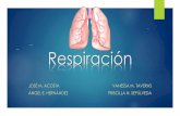 Respiración...Respiración Intercambio de gases que tiene lugar en los pulmones. (En especial de O2 y CO2). Se da en la barrera alveolo capilar: Surfactante Neumocito tipo 1 Membrana