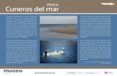 PESCA Cuneros del marisc.gob.mx/devel/wp-content/uploads/2016/09/MUSEO-COMCAAC-sala-4.pdfde víbora de cascabel y de tiburón, de flores y de figuras de coral negro que son engarzadas