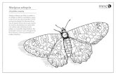 Mariposa arlequín Zerynthia rumina Mariposa diurna que ... · Mariposa diurna que debe su nombre a los dibujos en blanco amarillento, negro y rojo de sus alas, que recuerdan a los