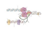 Los cromosomas eucariontes tienen múltiplesdepa.fquim.unam.mx/amyd/archivero/Clase12_23221.pdf · Los cromosomas eucariontes tienen múltiples origenes de replicación . No todos