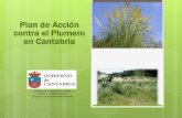 Plan de Acción contra el Plumero en Cantabria · 4. Líneas de acción OBJETIVOS DEL GRUPO DE COORDINACIÓN Coordinar las campañas contra el plumero de la región, ya sean planificadas