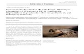 Boletín Chileno de Herpetología · 2020-01-31 · 21 Boletín Chileno de Herpetología Boletín Chileno de Herpetología 4: 21 (2017) Observación de culebra de cola larga, Philodryas