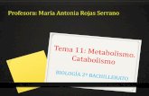 Profesora: María Antonia Rojas Serranomariarojas.iescla.org/.../2019/11/TEMA-11-CATABOLISMO.pdfCiclo de Krebs También denominado ciclo del ácido cítrico o de los ácidos tricarboxílicos.