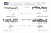 II. Ápice del abdomen · PDF file El perfil del tórax ondulado Pheidole californica cabeza abdomen tórax Dos nodos Un par de espinas Sin espinas . Especies exótica invasora 3-4