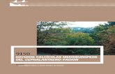 Hayedos calcícolas medioeuropeos del Cephalanthero-Fagion · 2018-07-09 · Identificación y evaluación de las especies típicas 22 3.3. Evaluación de la estructura y funcion