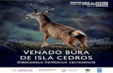 VENADO BURA DE CEDROS - gob.mx€¦ · Cedros, se estimó que solo había 17 ejemplares de Venado Bura (Cortés-Calva et al., 2013; ENDESU, 2013). A pesar de que la especie tiene