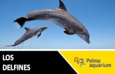 Delfines - Palma Aquarium · Delfines ¿Cómo Nacen los Delfines? Los Delfines nacen como nosotros, del vientre de la madre. C/ Manuela de los Herreros i Sorà, 21 902 702 902. Palma