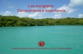 Los manglares: Conocimiento e importancia · •Los manglares constituyen una parte importante de nuestra riqueza natural a lo largo de la línea de costa de ambos litorales del territorio