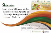 Nutrición Mineral de los Cítricos como Aporte al …...Nutrición Mineral de los Cítricos como Aporte al Manejo Integrado del Cultivo Javier Orlando Orduz- Rodriguez, Ph.D. Corpoica.