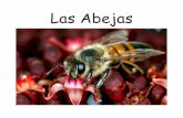 Las Abejas - Mustard Seed Booksmustardseedbooks.org/wordpress/books/Spanish/Las Abejas.pdfLas abejas se ayudan la una a la otra a encontrar polen y néctar por medio de un baile que