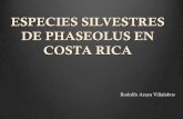 ESPECIES SILVESTRES DE PHASEOLUS EN COSTA RICA · 2019-11-19 · 1 P. acutifolius A Gray (¿sólo como material cultivado?) 2 P. coccineus L. (sólo como material cultivado) 3 P.