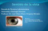Escuela de Técnicos Laboratoristas Anatomía y fisiología humana …s4f1d769cf586f6c7.jimcontent.com/download/version... · 2015-11-19 · La movilidad de los ojos se encuentra