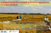 Comportamiento varietal y recursos genéticos en trigo candeal · 2017-04-19 · El cultivo en Argentina Producto principal: sémola, base para la elaboración de pastas secas. Superficie: