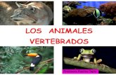 LOS ANIMALES VERTEBRADOS - Colegio los Avellanos · LOS ANIMALES VERTEBRADOS Profesora Paulina Tapia. Los animales no pueden fabricar su propio alimento, por eso necesitan alimentarse