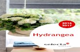 Hydrangea - Selecta One · 2016-02-26 · Selecta Italia s.s. Strada Bufalotto, 585 04100 Latina - Italy Tel: +39 0773-64 48-1 Fax: +39 0773-64 48-240 e.mail: info-it@selecta-one.com