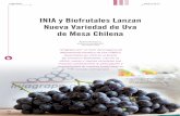 INIA y Biofrutales Lanzan Nueva Variedad de Uva de Mesa ...biblioteca.inia.cl/medios/biblioteca/ta/NR38376.pdf · 31 Frutales Con la presencia del Ministro de Agricultura Luis Mayol