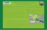 Vol. 1 N° 1 Boletín Informativo Caoba 1.pdf · cie, dentro de áreas naturales protegidas y áreas bajo manejo, asegurando medidas y acciones en planes maestros. Otra de las medidas