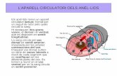 L’APARELL CIRCULATORI DELS ANÈL·LIDS · L’APARELL CIRCULATORI DELS ANÈL·LIDS Els anèl·lids tenen un aparell circulatori tancat, format per un seguit de tubs pels quals circula