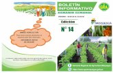 BOLETIN INFORMATIVO N 014-2020 · Para ello, se ha dispuesto la siembra de semillas en 352.9 hectáreas, de las cuales ya se han sembrado 177.37 ha; así también se realizan trabajos