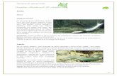 Descripción del Área de Estudio - ActiwebDescripción del Área de Estudio 20 Delfín mular Cetáceo. Longitud entre 2,5 y 4 mts, siendo los machos mayores que las hembras. Cuerpo