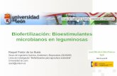 Biofertilización: Bioestimulantes microbianos en …...Universidad de León rpasb@unileon.es Gracias por su atención… Title Presentación de PowerPoint Author Usuario Created Date