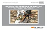 ORUGA PERFORADORA DE CHOPOS - Distrito ForestalHUÉSPEDES Paranthrene tabaniformis Rottemburg 1775 es un lepidóptero de la familia Sesiidae, cuyas larvas perforan el tronco y ramas
