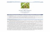 CLASE I Orden Mecoptera...Revista IDE@ - SEA, nº 60 (30-06-2015): 1–10. ISSN 2386-7183 1 Ibero Diversidad Entomológica @ccesible  Clase: …