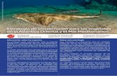 Estrategia de conservación para los angelotes en el Atlántico ......en el Mediterráneo (Protocolo SPA/BD) del Convenio de Barcelona para las que las Partes de la CGPM (GFCM/36/2012/3)