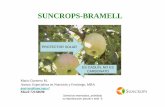 SUNCROPS-BRAMELL · 2012-03-12 · parecer se antiestress. (San Fernando) •Dosis en distintas variedades, Granny y Pink Lady 100 kgs/ha •Color traslucido, no mancha •Equipo