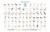 Aves de Doñana - SEO/BirdLife · Garcilla cangrejera (Ardeola ralloides) Squacco Heron 1p-100 p 100 p-1.000 p 1.000 p-10.000 p ESTIVAL (Breeding) Águila imperial ibérica (Aquila