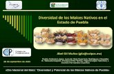 Diversidad de los Maíces Nativos en el Estado de Pueblacolpospuebla.mx/profesores/diamaiz/03 Div Mz Nativos... · 2015-10-09 · Diversidad de los Maíces Nativos en el ... Área