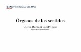 Cintya Borroni G. MV. Msc - Unidad De Anatomía Veterinaria Ust comunidadanato/DraCBorroni/UDM/Morfologia/Clase_5... · Desarrollo de los órganos de los sentidos Desarrollo del bulbo