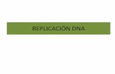 REPLICACIÓN DNAdepa.fquim.unam.mx/amyd//archivero/ReplicacionADN_26109.pdfADN A T G C ARN A U G C Nucleósidos trifosfatados: Base nitrogenada enlazada a carbohidrato en Cα Grupo