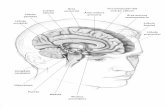 Nuestro nuevo cerebrourano.blob.core.windows.net/share/i_avance/001000061/avance.pdf · capacidad del cerebro y el sistema nervioso para recibir estí-mulos complejos, identificarlos