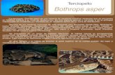 Terciopelo Bothrops asper - Birmex · 2019-02-28 · La terciopelo (Bothrops asper) es una especie de serpiente crotalina venenosa que se encuentra en América Central y el norte