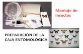 Preparación de la caja entomológica...ARMADO DE LA CAJA Existen cajas entomológicas de diversos tipos que se elaboran en medidas estándar y con tapa de vidrio. Se coloca en su