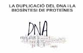 LA#DUPLICACIÓ#DEL#DNA#iLA## BIOSÍNTESI#DE PROTEÏNES · l'extrem#3'#del 2n fragmenta# l'extrem#5'#del## 1erfragment. ... en cèl·lula#de hàmster. (TEM). Un altre problema que