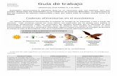Guía de trabajo - Colegio Desireecolegiodesiree.cl/desiree/correciones/4cuartos/... · 2020-04-09 · Las cadenas alimentarias corresponden al traspaso de energía de un organismo